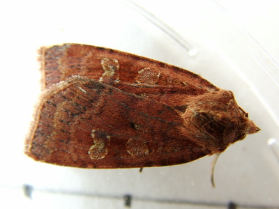 Small Square-spot